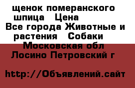 щенок померанского  шпица › Цена ­ 50 000 - Все города Животные и растения » Собаки   . Московская обл.,Лосино-Петровский г.